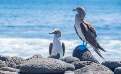 GALÁPAGOS BLUE – 4 NOCHES STA CRUZ (1 ISLA) – BOLETO AEREO FERIADO DÍA DE MUERTOS 2024