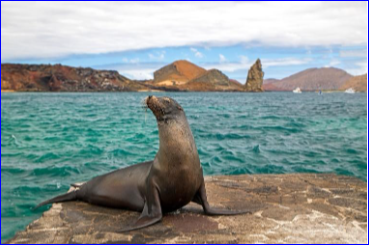 GALÁPAGOS RED – 3 NOCHES STA CRUZ + SAN CRISTOBAL (2 ISLAS) FIN DE AÑO 2024 SALIDA DESDE UIO – GYE